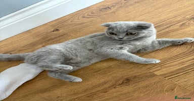 Scottish Fold cats in Herne Bay - Advert 10