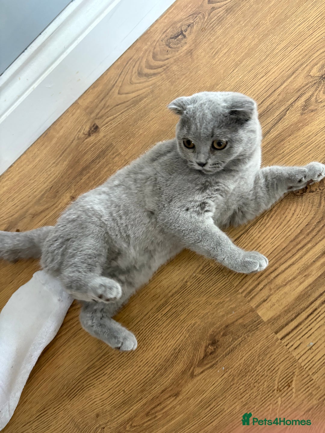 Scottish Fold cats for sale: Stunning Boy Scottish Fold Kitten in Herne Bay - Image 3