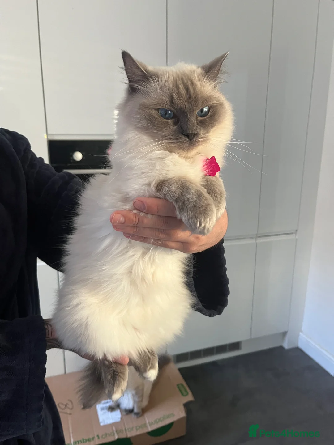 Ragdoll cats for sale: Ragdoll kittens - Advert 1