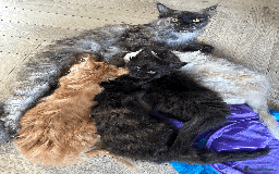 Maine Coon cats for sale: TICA registered Maine Coon kittens  - Image 23