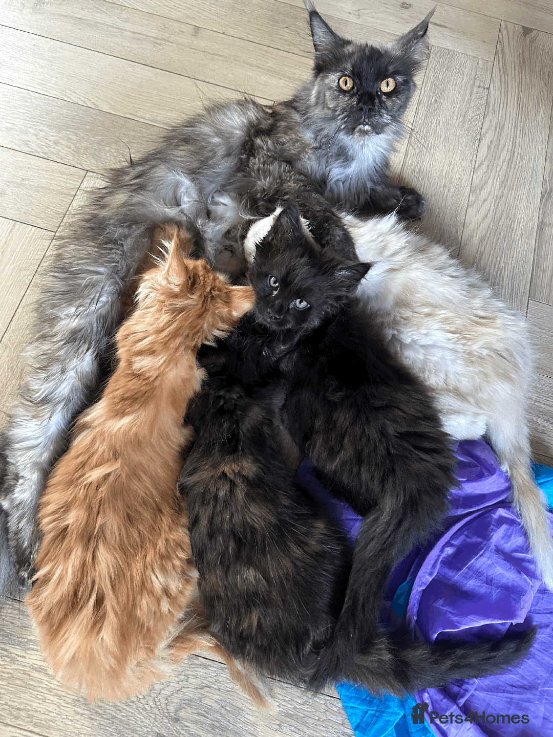 Maine Coon cats for sale: TICA registered Maine Coon kittens  - Image 23