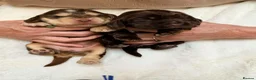 Cocker Spaniel dogs for sale: KC Reg, health tested Chocolate Puppies - Advert 12
