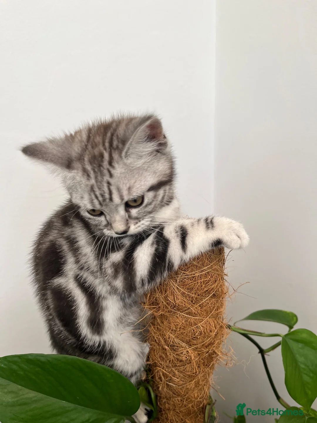 British Shorthair cats for sale: British Shorthair Classic Silver Tabby/Spotted - Advert 19