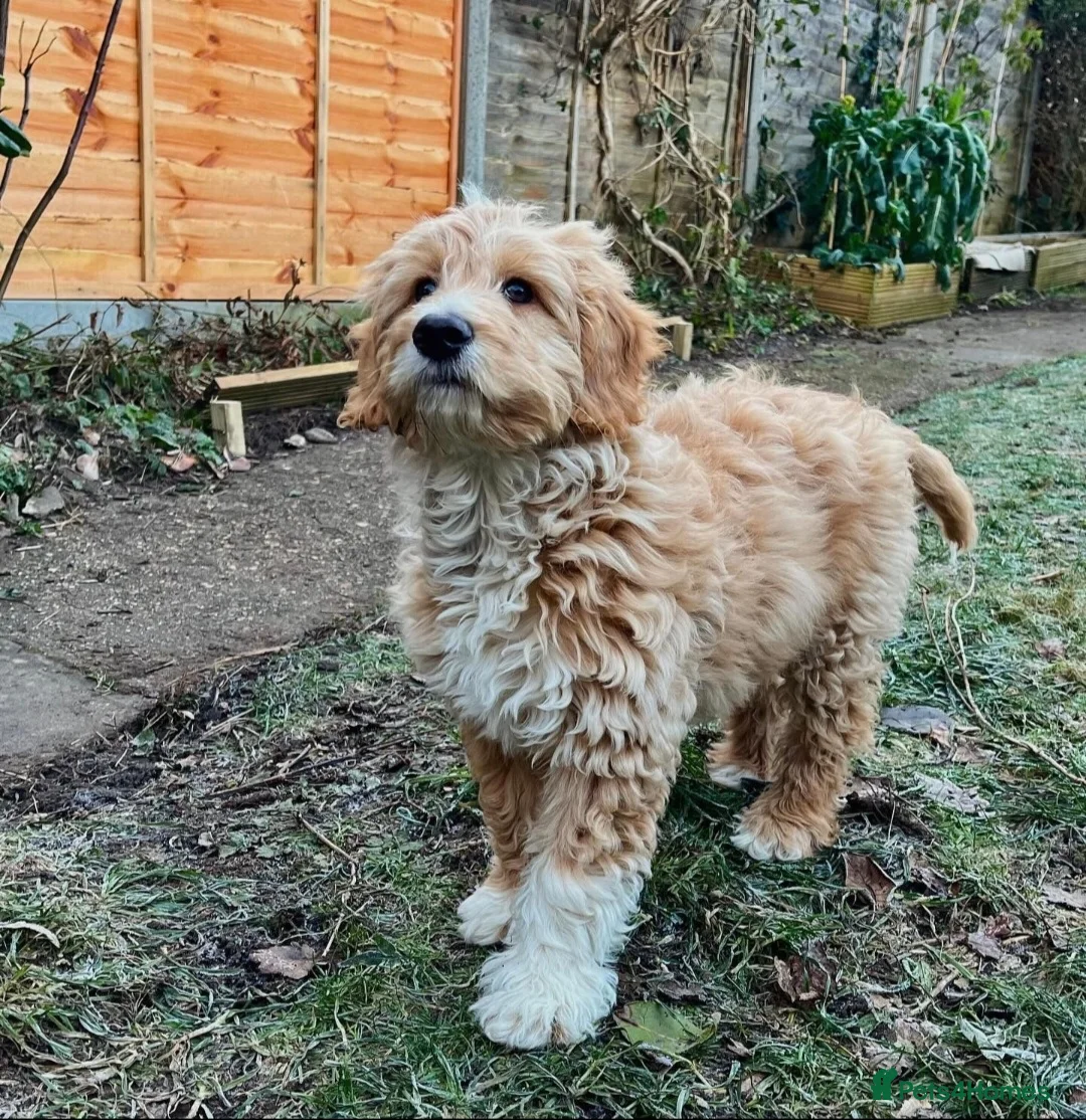 Poodle dogs for stud:  CHCHOCOLATE MERLE POODLE CARRYING PARTI in Todmorden - Advert 5