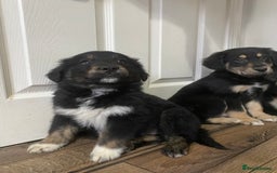 Mixed Breed dogs for sale: Adorable little puppys - Image 1