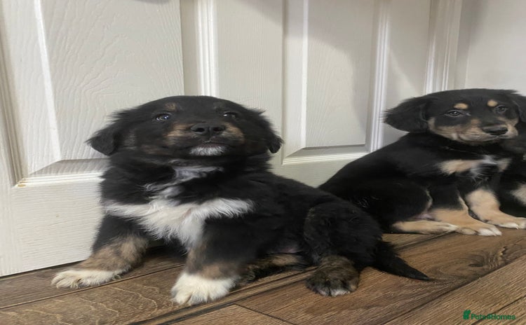 Mixed Breed dogs - Advert 2