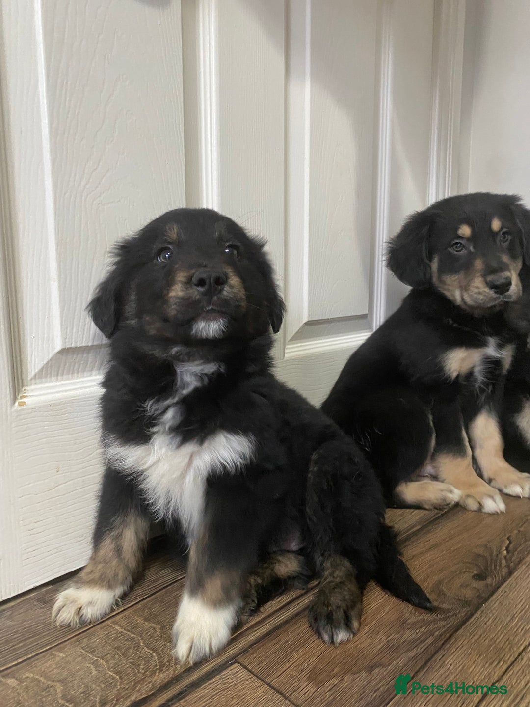 Mixed Breed dogs for sale: Adorable little puppys - Image 1