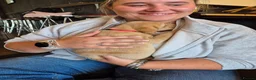 Labrador Retriever dogs for sale: FOX RED LABRADOR PUPS AVAILABLE TO BOOK - Advert 3