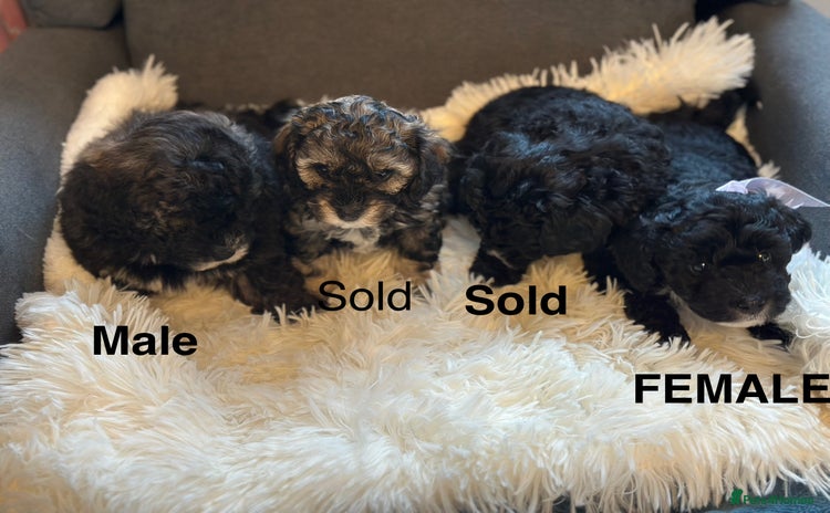 Poochon dogs - Advert 2