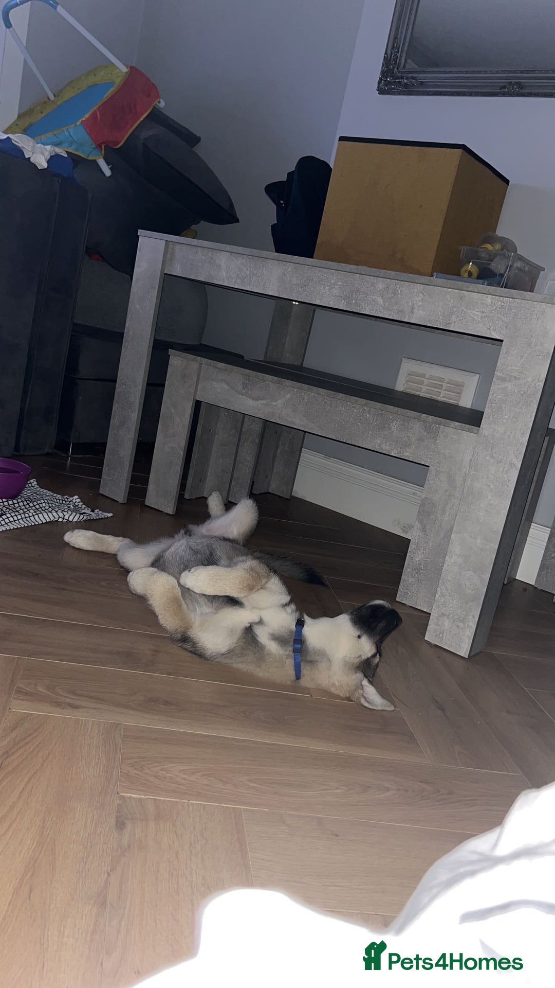 Shepsky dogs for sale: Shepsky ‘scrappy’ 3years  - Advert 8