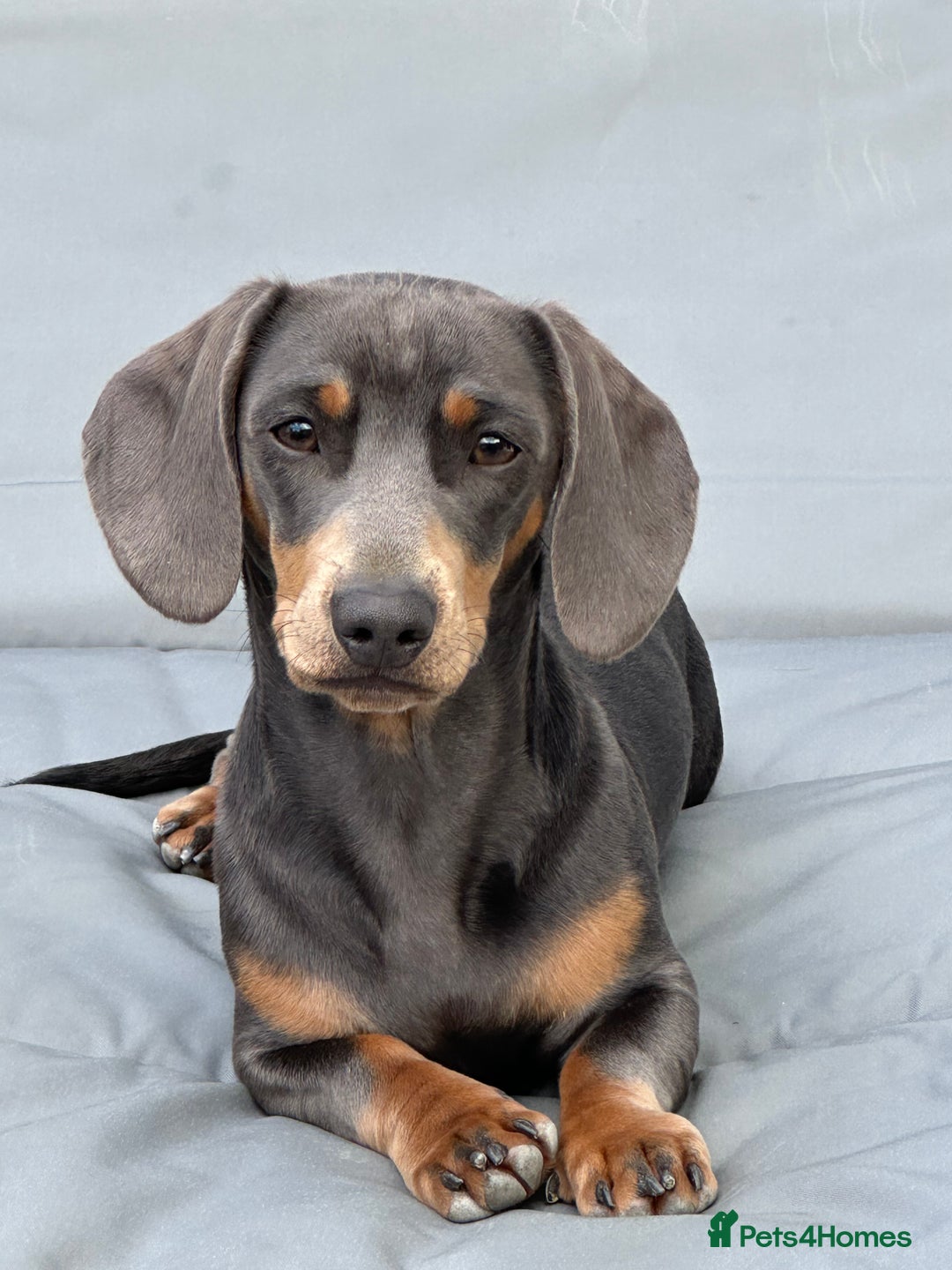 Miniature Dachshund dogs for stud: Available for stud blue and tan mini dachshund - Image 9