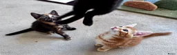 Mixed Breed cats for sale: Amiable bengal&tabby mixed kittens - Advert 23