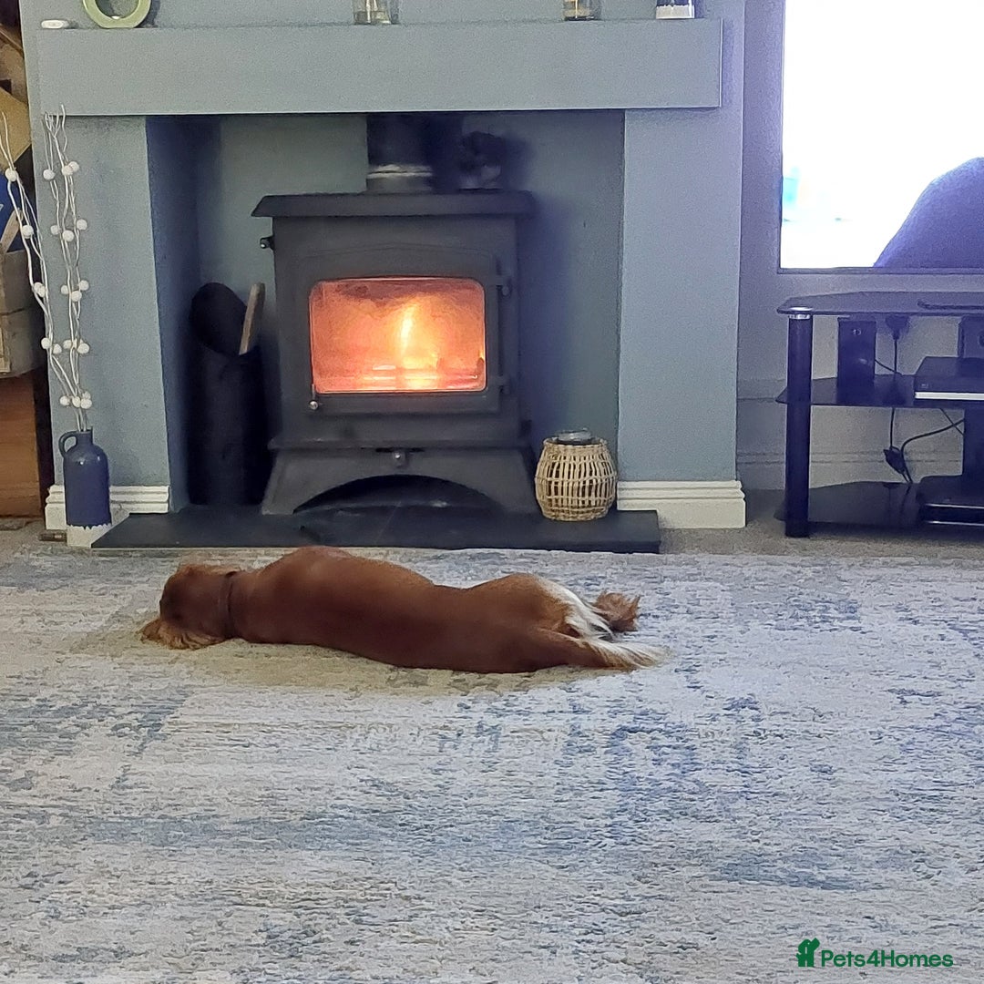 Cocker Spaniel dogs for stud: Experienced stud in Gloucester - Advert 18