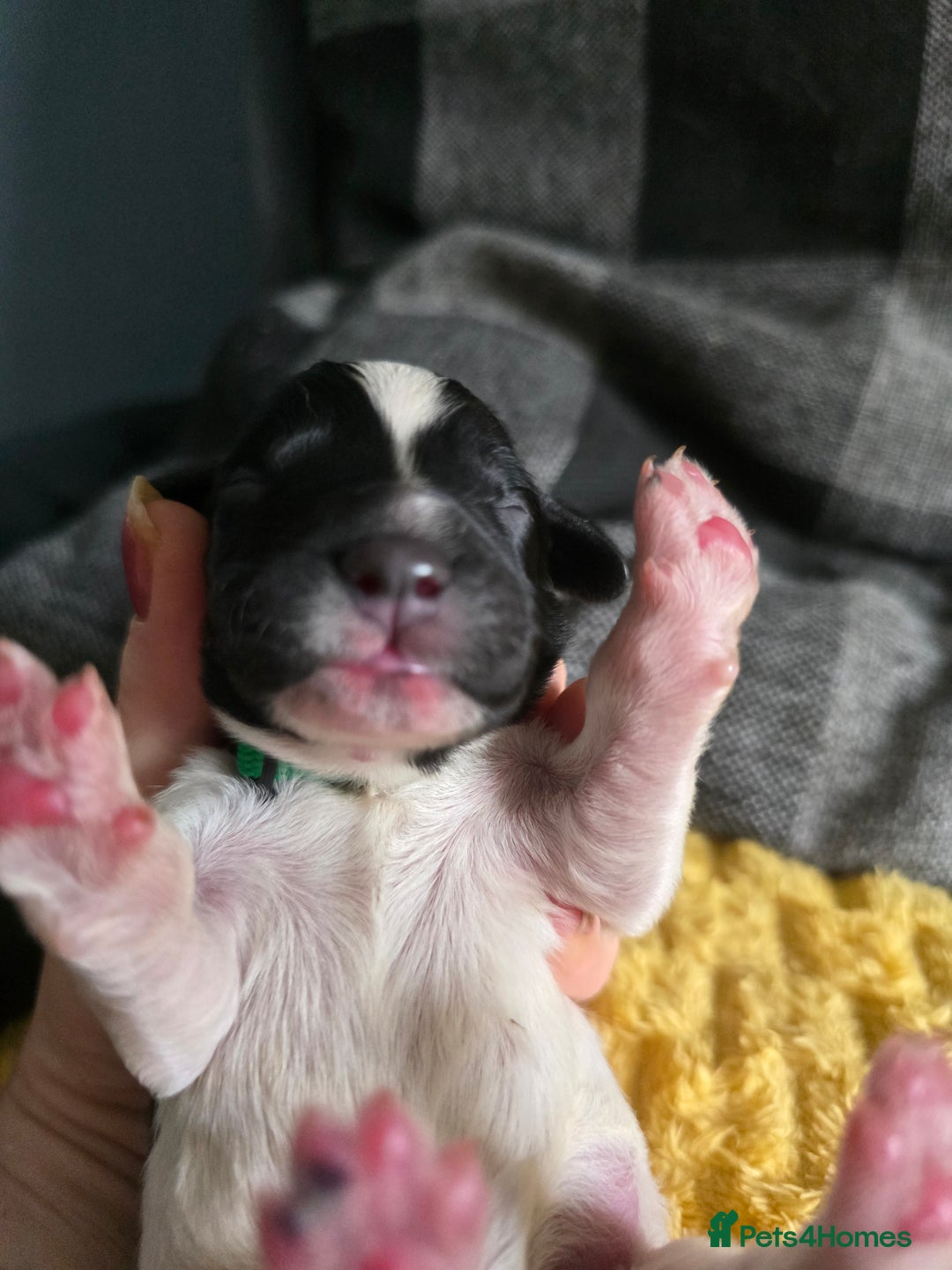 Sproodle dogs for sale: Beautiful F1 sproodle pups  - Image 10