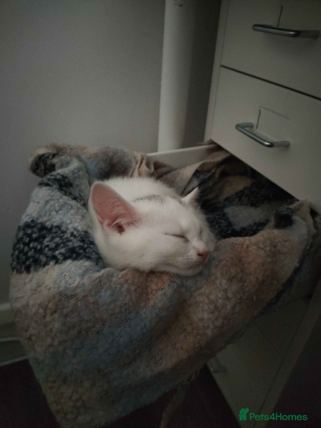 Khao Manee cats for sale: Charming White Fluffy Kittens - Image 10