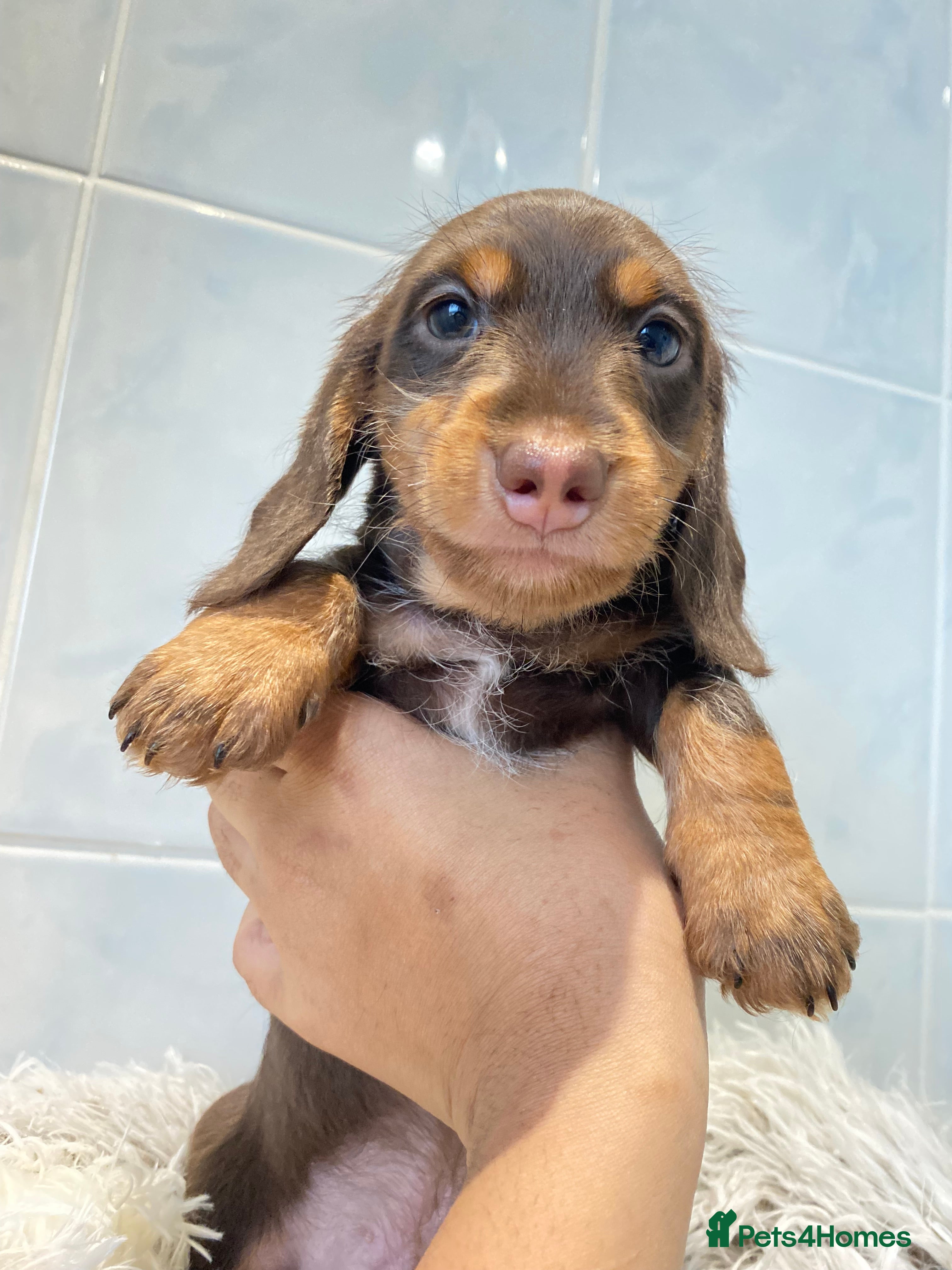 Miniature Dachshund dogs 💙Silky-wire hair dachshund boy💙 - Advert 15