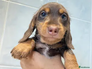 Miniature Dachshund dogs 💙Silky-wire hair dachshund boy💙 - Advert 15