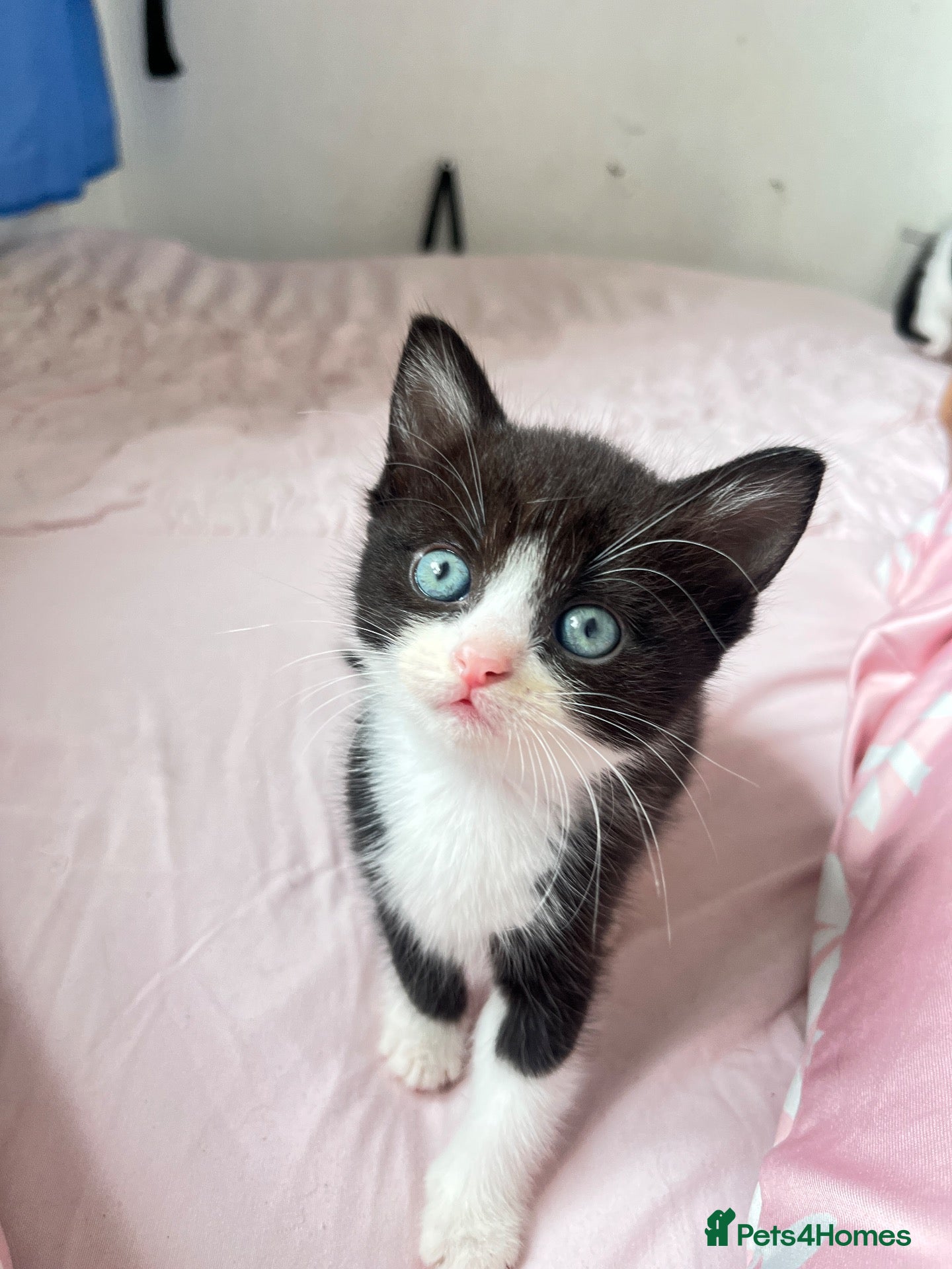 Mixed Breed cats Kittens For Sale! - Advert 12