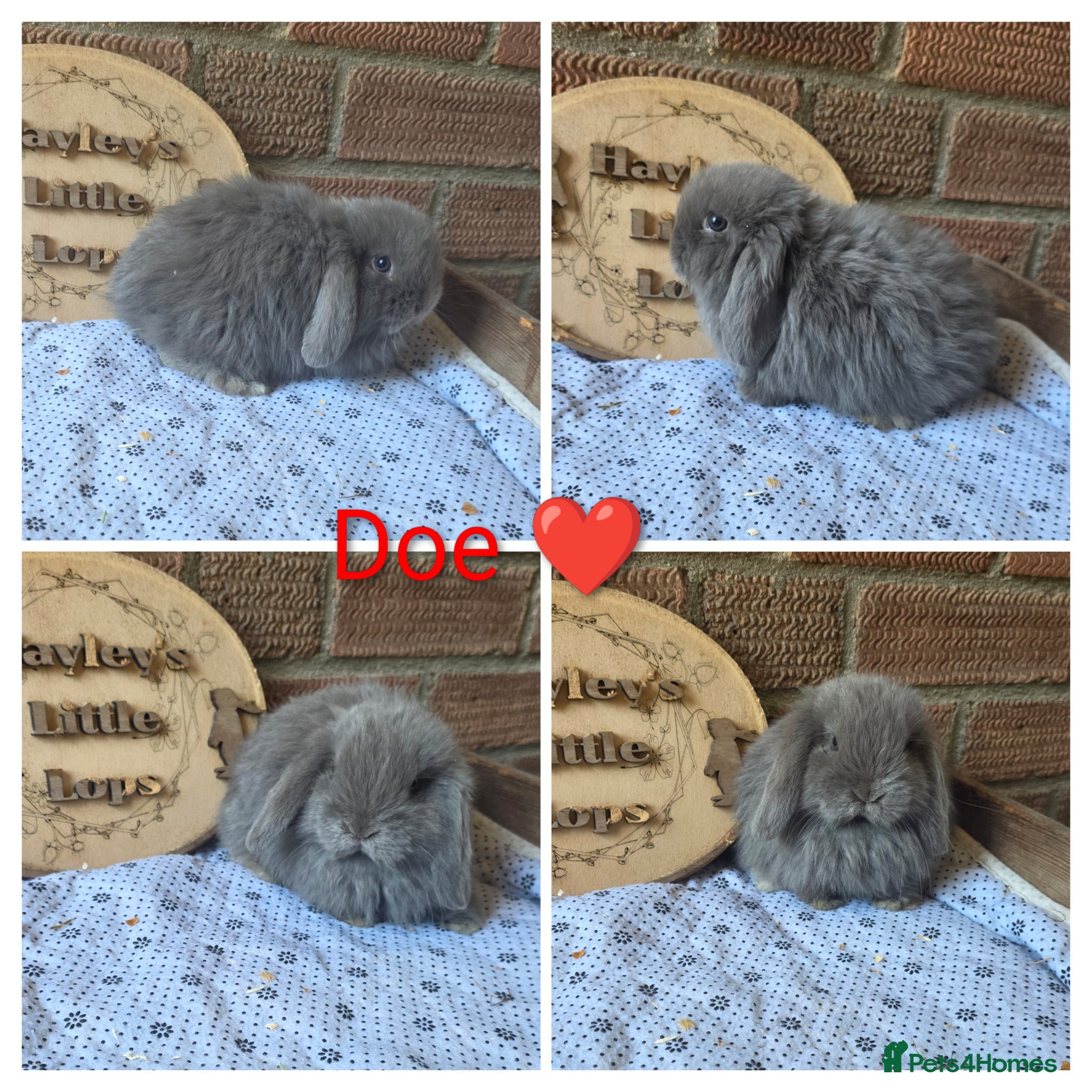 Mini Lop rabbits Gorgeous pure breed mini lops  - Advert 1
