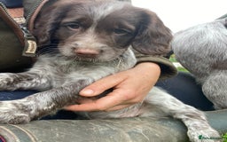 Cocker Spaniel dogs for sale: Beautiful cocker puppies - Image 5