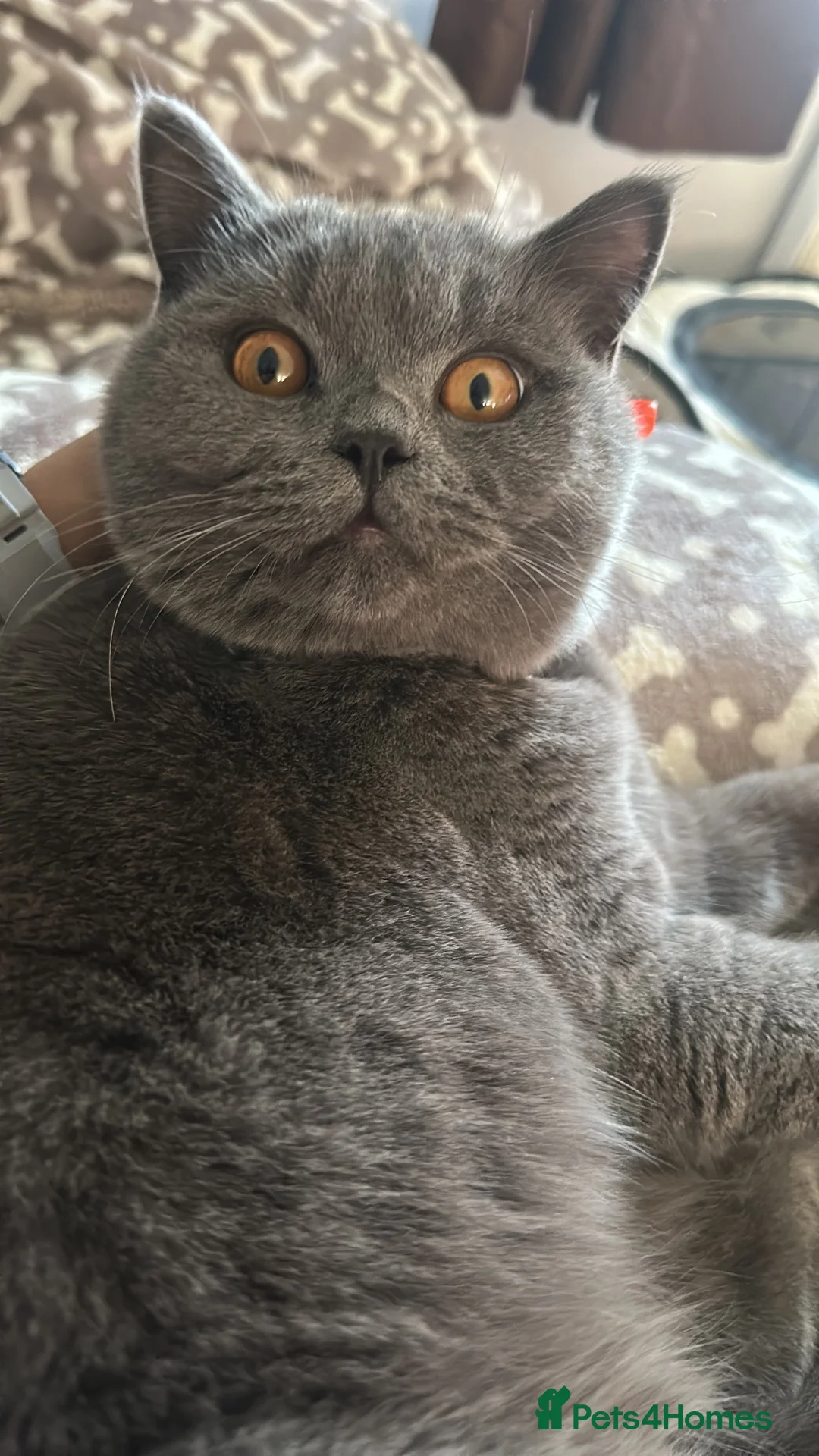 British Shorthair cats for sale: BOY British Shorthair for sale 7 months  in Weston-super-Mare - Advert 8
