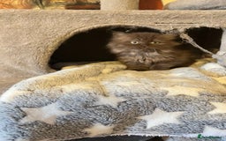 Persian cats for sale: Persian kitten ready to go - Image 9