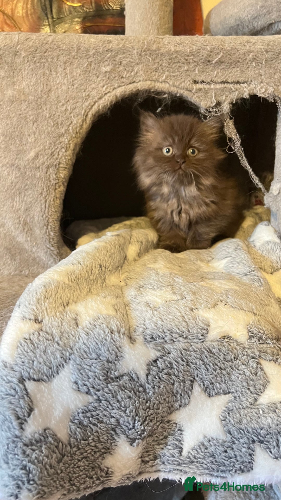 Persian cats for sale: Persian kitten ready to go - Image 9
