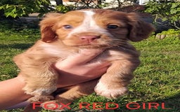 Cocker Spaniel dogs for sale: Cocka pups ready for new home - Image 7