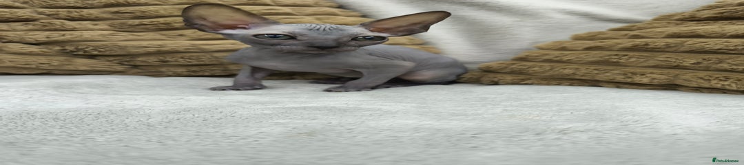 Sphynx Kitten 1