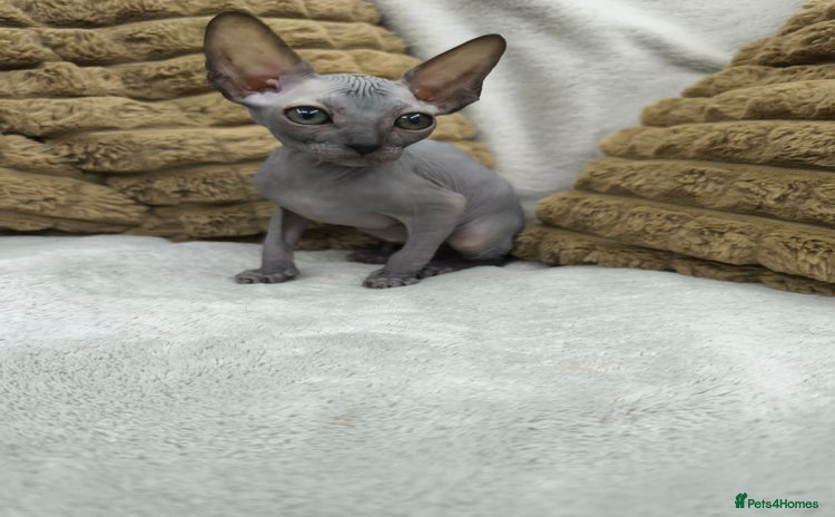 Sphynx cats - Advert 3