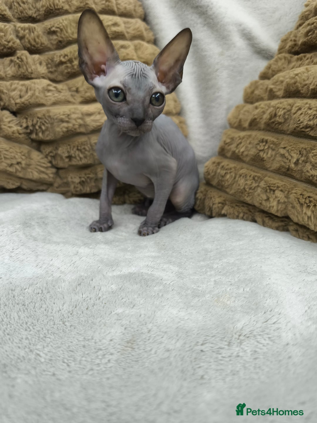 Sphynx cats for sale: Mixed sphynx kittens for sale  - Image 1
