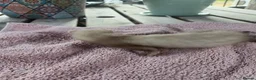 Ferret rodents for sale: Beautiful Ferret Kits for sale  - Advert 20
