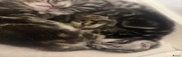 Bengal cats for sale: 4 beautiful part bengal kittens  - Advert 11