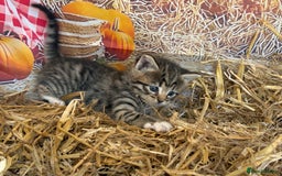 Mixed Breed cats for sale: Ragdoll x Bengal Exquisite Unique kittens - Image 16