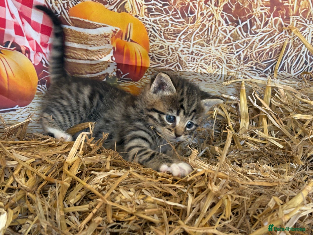 Mixed Breed cats for sale: Ragdoll x Bengal Exquisite Unique kittens - Image 16