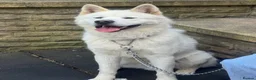 Akita dogs for sale: Japanese Akita in Batley - Advert 1