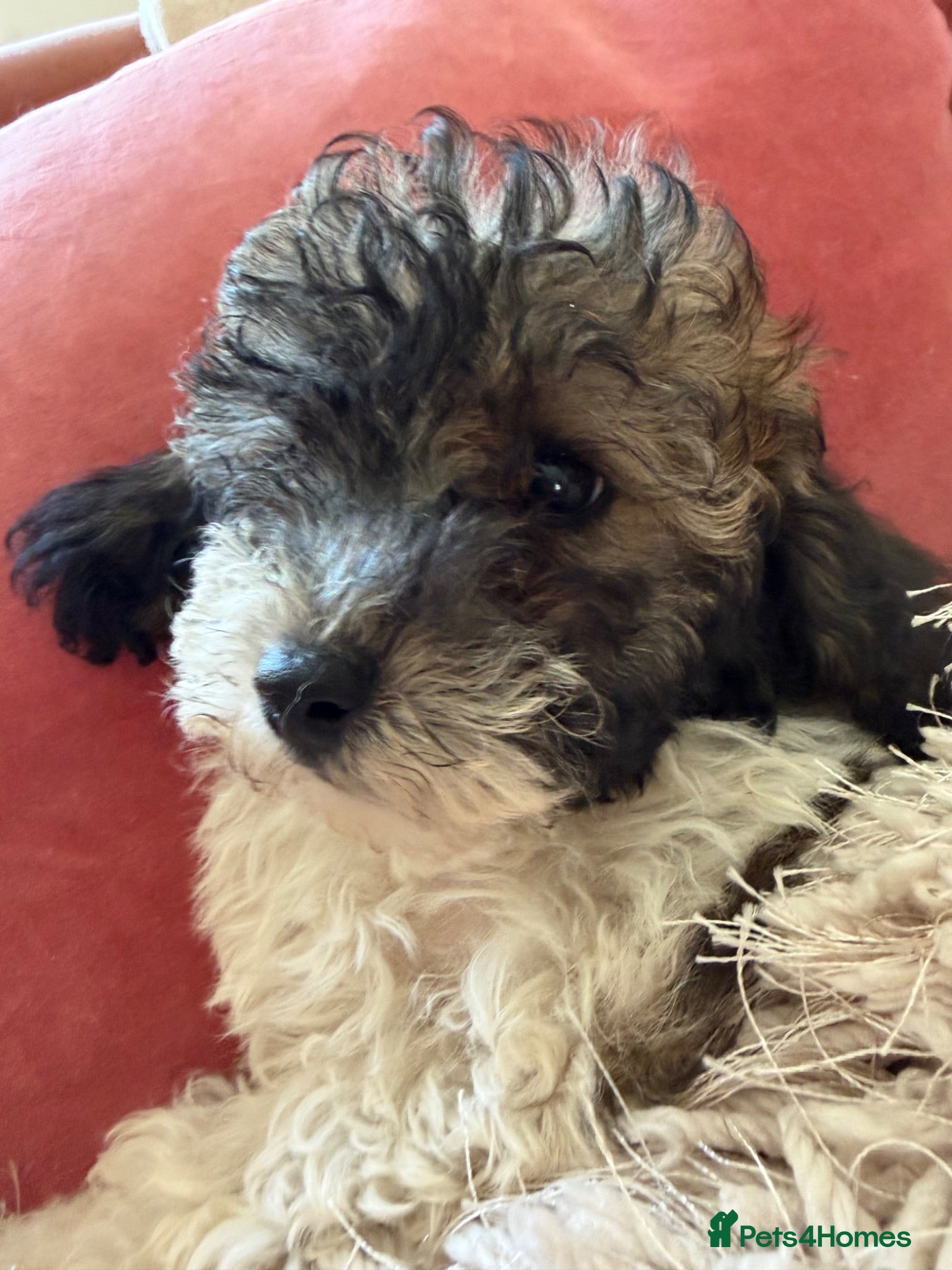 Mixed Breed dogs Ready to leave Toy poodle Havanese puppies  - Advert 2