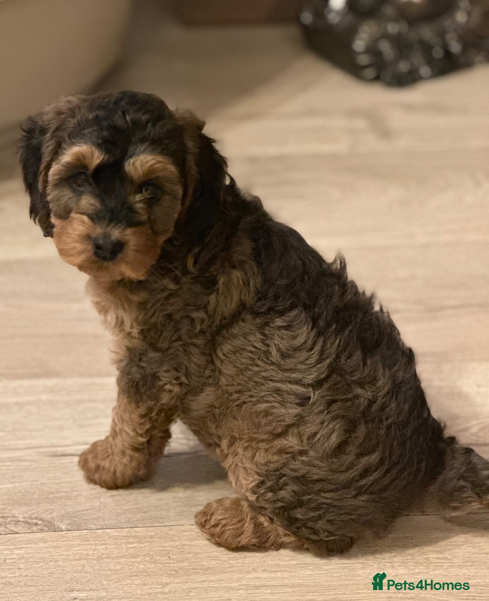 Cockapoo dogs for sale: Beautiful sable cockapoo, dna tested clear  - Advert 2