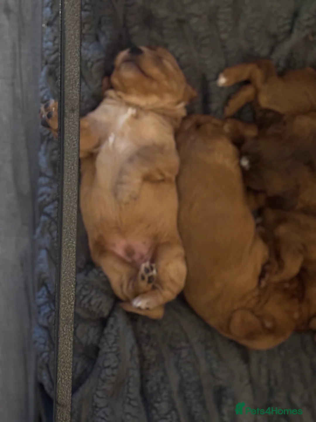 Cockapoo dogs for sale: 8 beautiful cockapoo puppies  - Advert 17