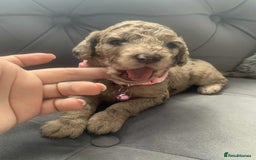 Cockapoo dogs for sale: Cockapoo Lovley Puppies  - Image 11