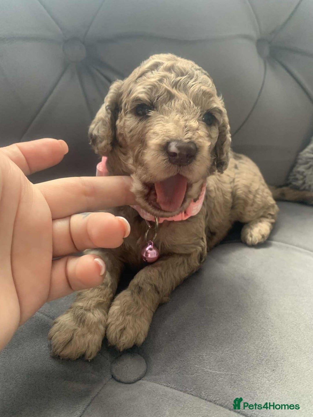 Cockapoo dogs for sale: Cockapoo Lovley Puppies  - Image 11