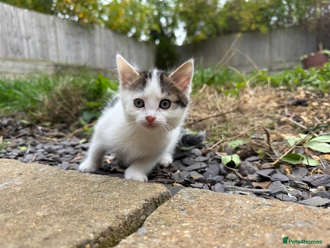 European cats for sale: Adorable Tuxedo Longhair Kittens  - Image 4