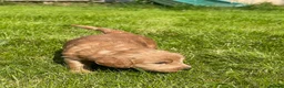 Australian Labradoodle dogs for sale: Australian Labradoodle puppies - Advert 10