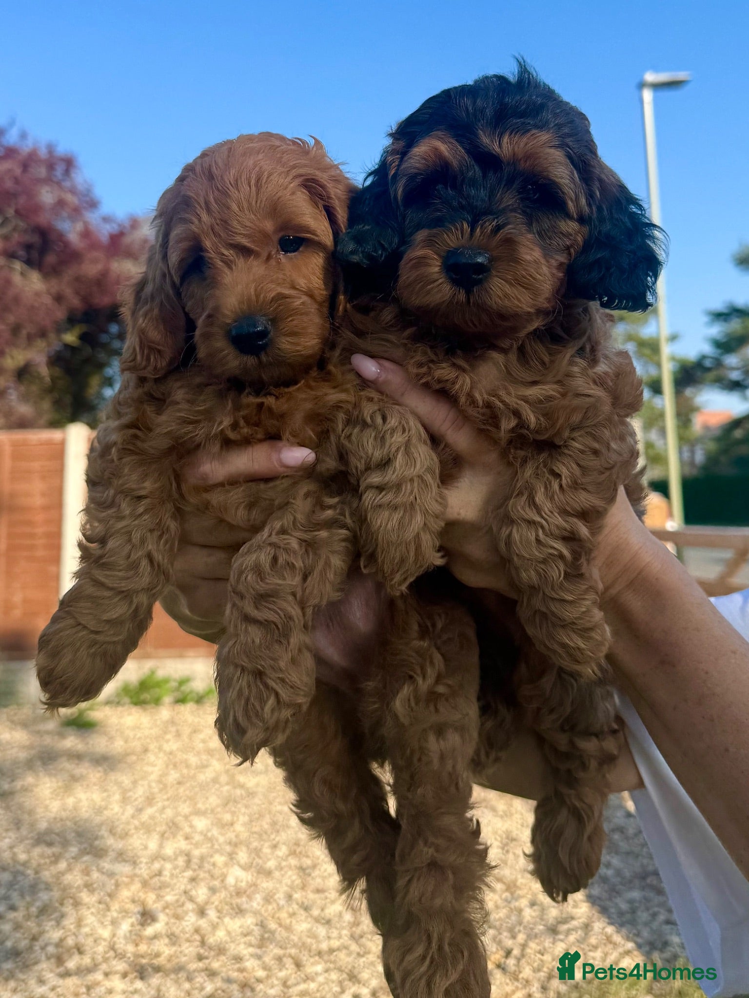 Cockapoo dogs Fully Health Tested Red & Sable F1B Cockapoos 🐶  - Advert 2