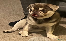Pug dogs for stud: lilac tan pug KC & 5panel health tested in Newcastle - Image 7