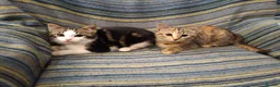 Mixed Breed cats for sale: 4 adorable friendly kittens 2 female, 2 male.  - Advert 6