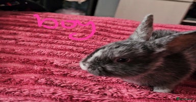 Harlequin rabbits 5 beautiful Harlequin bunnies looking for a new 🏡 - Advert 8