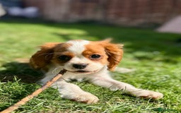Cavalier King Charles Spaniel dogs for sale: CAVALIER KING CHARLES PUPPY – KC REG & DNA TESTED - Image 11