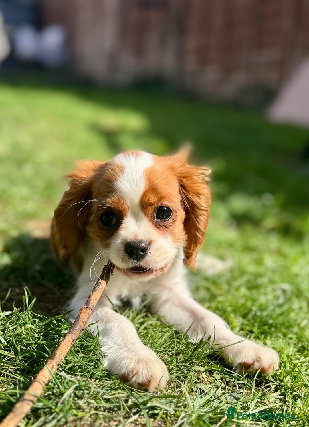 Cavalier King Charles Spaniel dogs for sale: CAVALIER KING CHARLES PUPPY – KC REG & DNA TESTED - Image 11