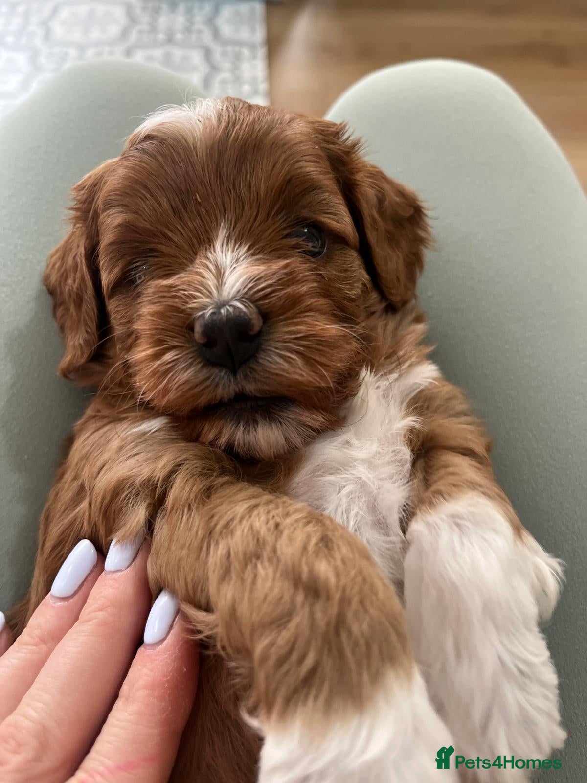 Cavapoochon dogs 🐾 Adorable Cavapoochon Puppies - Advert 1